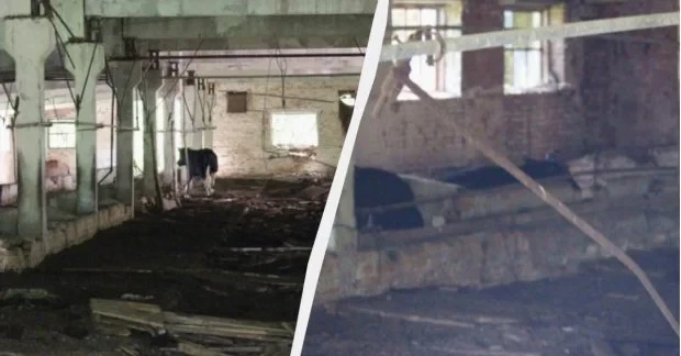 Здичавілі корови оселилися на покинутій фермі біля Чорнобиля: там вони ховаються від негоди